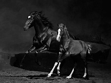 Фотообои лошадь Wall street Мужской сет Мужской сет 12