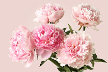 Розовые 3D обои Design Studio 3D Цветы PN011
